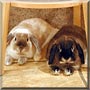 Bosco, Thumper the Holland lops