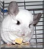 Hera the Mosaic Chinchilla