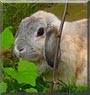 Mali the Lop Rabbit