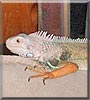 Tom the Iguana