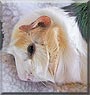 Annie the Abyssinian Guinea Pig