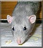 Radar the Dumbo rat