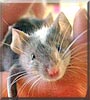 Thumper the Mouse