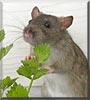 Piper the Standard Agouti Berkshire