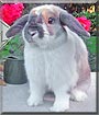 Dusty the Holland Lop