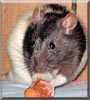 Nibbler the Hooded rat