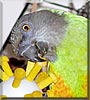 Colby the Senegal Parrot