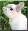 Ned the Rabbit