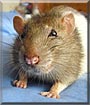 Mozart the Hooded Rat
