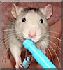 Milo the Husky pet rat