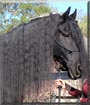 Enzo the Friesian Horse Gelding