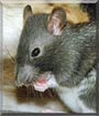 Percie the Berkshire Rat