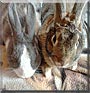 Sabriel, Solara the Rabbits