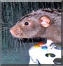 Theodore the Berkshire Dumbo Rat