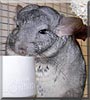 Crash the Chinchilla