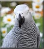 Kelly the Grey Parrot