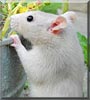 Tilly the Hooded Rat