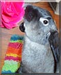 Lewis the Lop Rabbit