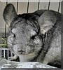 Tiger the Standard Chinchilla