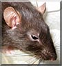 Zoey the Hooded Rat
