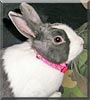 Pepper the Dutch Rabbit