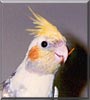 Birdie the Pearl cockatiel