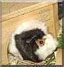 Wuts the Guinea Pig