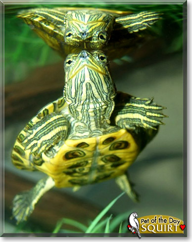 Squirt, the Pet of the Day Squirt, the Pet of the Day