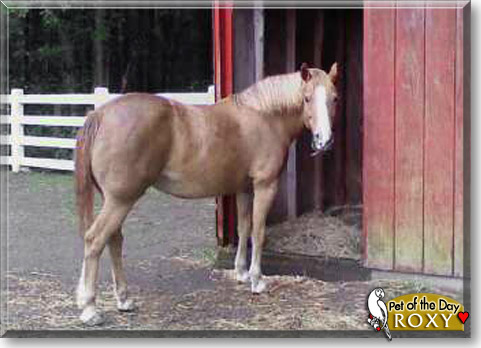 Roxy, the Pet of the Day