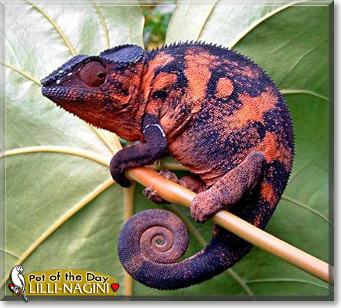 Lilli-Nagini, the Pet of the Day