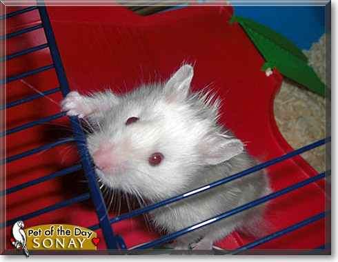Sonay, the Pet of the Day Sonay, the Pet of the Day