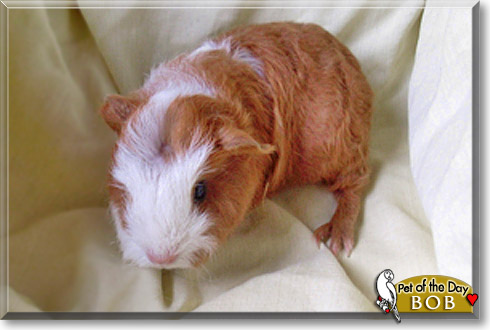Bob, the Pet of the Day Bob, the Pet of the Day