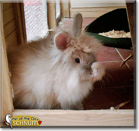 Schnuffi, the Pet of the Day