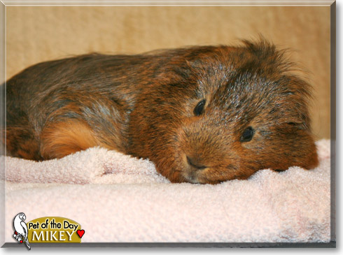 Mikey, the Pet of the Day