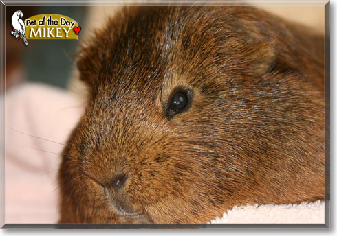 Mikey, the Pet of the Day