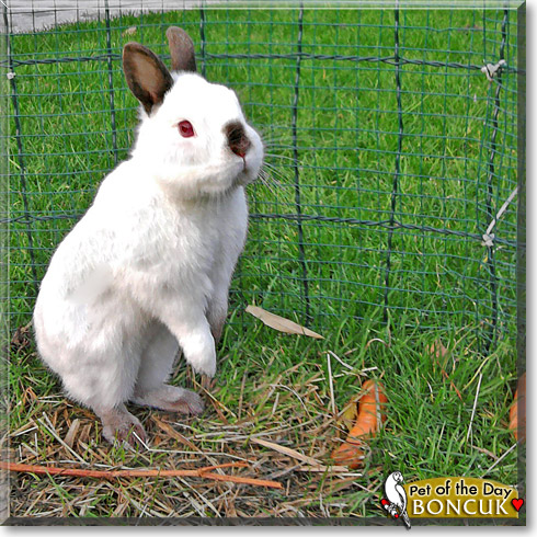 Boncuk, the Pet of the Day Boncuk, the Pet of the Day