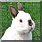 Pet of the Day