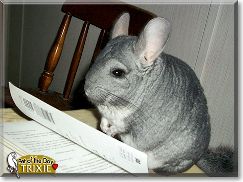 Trixie, the Pet of the Day Trixie, the Pet of the Day