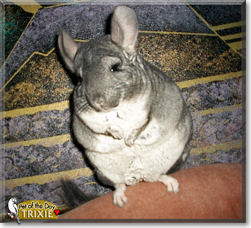 Trixie, the Pet of the Day
