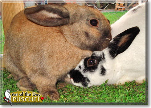 Puschel, the Pet of the Day