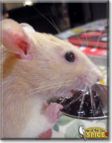 Spice, the Pet of the Day Spice, the Pet of the Day