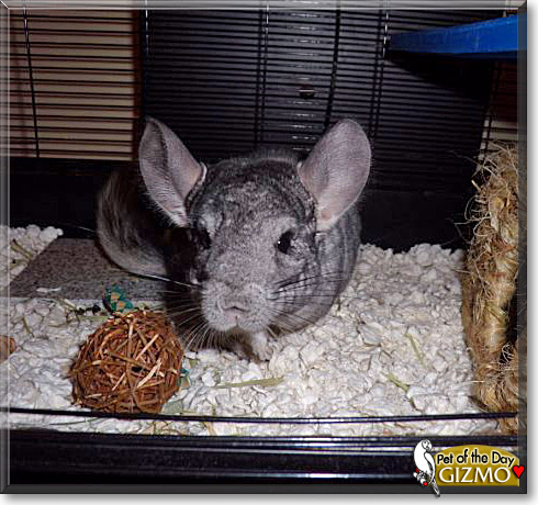 Gizmo, the Pet of the Day Gizmo, the Pet of the Day