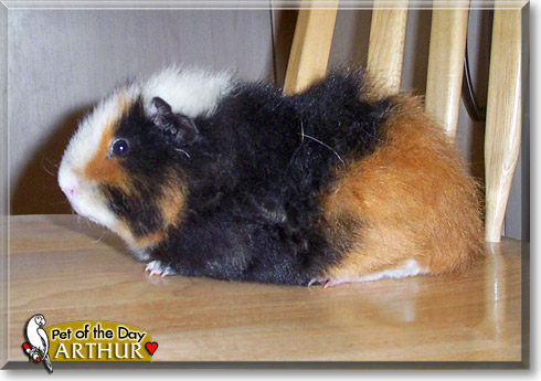 Arthur, the Pet of the Day Arthur, the Pet of the Day