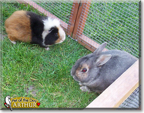 Arthur, the Pet of the Day Arthur, the Pet of the Day