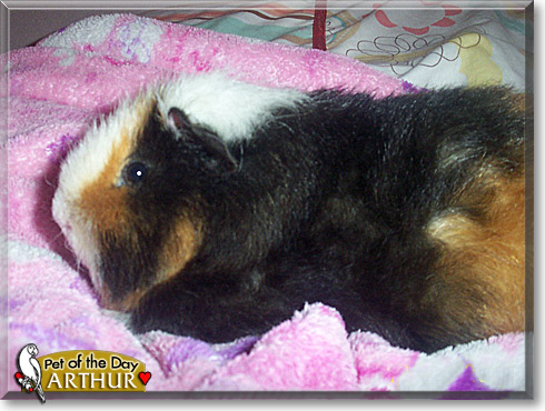 Arthur, the Pet of the Day Arthur, the Pet of the Day