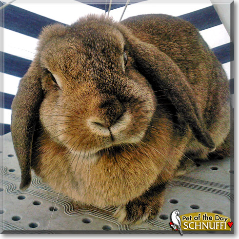 Schnuffi, the Pet of the Day