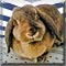 Pet of the Day