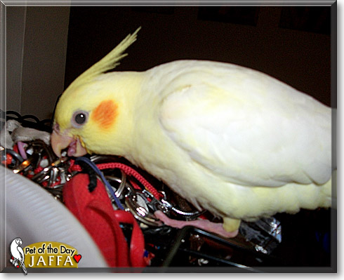 Jaffa, the Pet of the Day Jaffa, the Pet of the Day