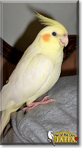 Jaffa, the Pet of the Day Jaffa, the Pet of the Day