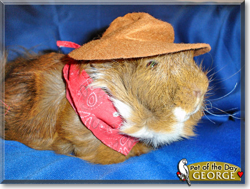 George, the Pet of the Day George, the Pet of the Day